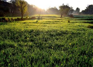 grass, field, nature